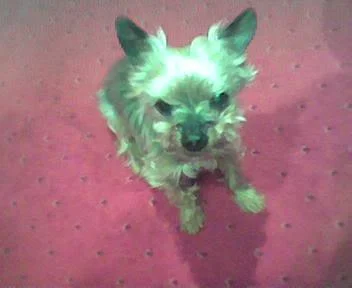 Toots-1.webp
