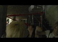 torazj1gif-1.webp