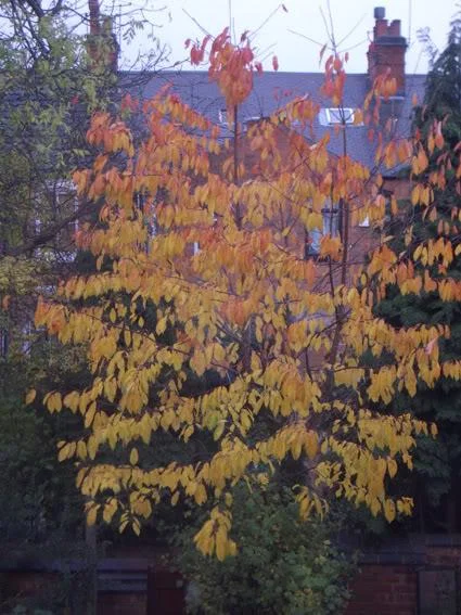 tree-1.webp