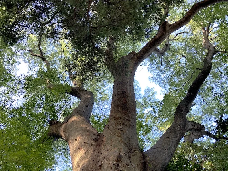 tree 1x.JPG