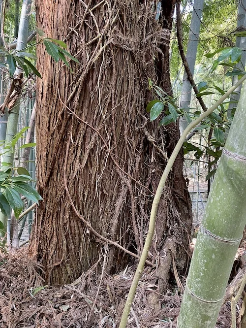 tree.jpeg