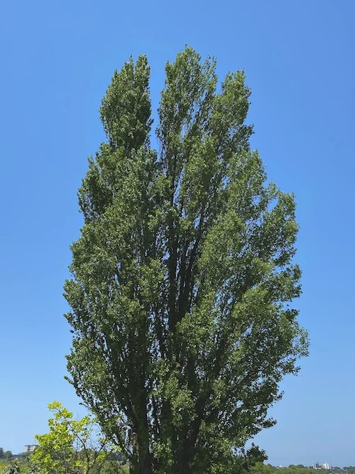 tree.webp