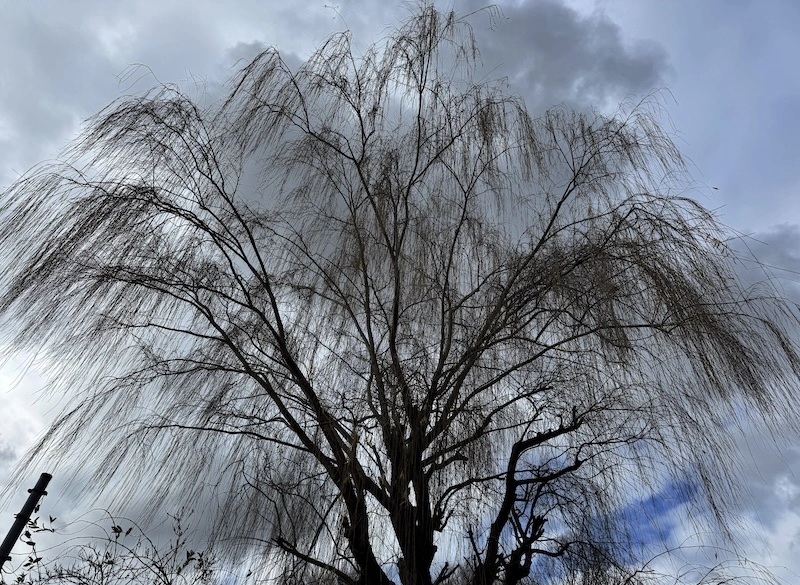 tree.webp
