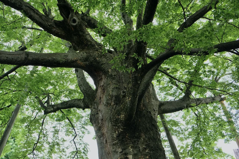 tree.webp
