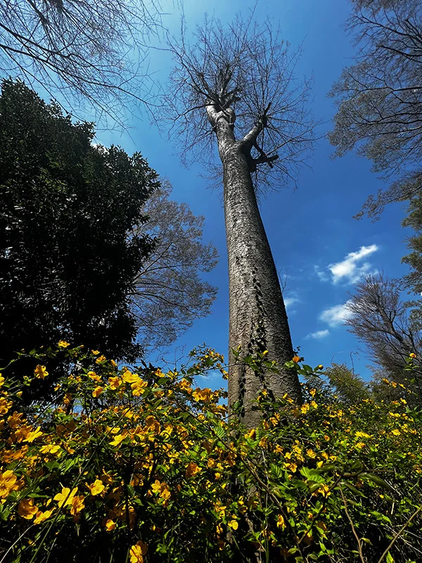 tree-yellow.webp