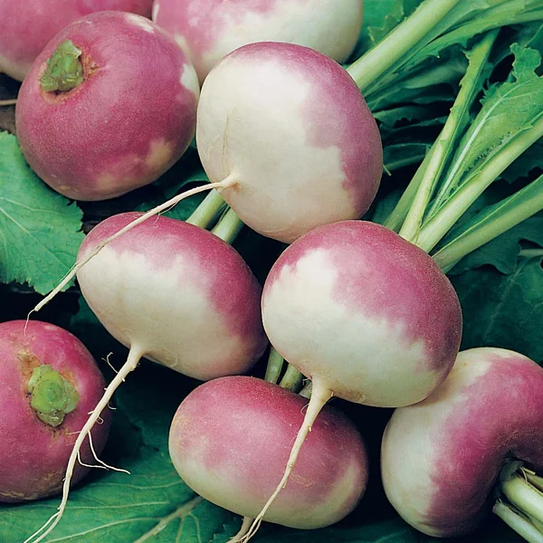 turnip-seeds-purple-top-white-globe_8n1e.jpg
