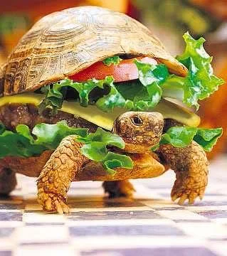 turtle-1.webp