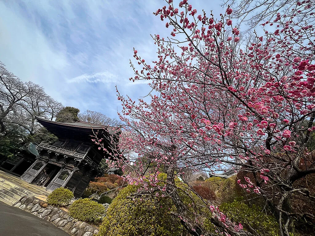 ume-togakuin