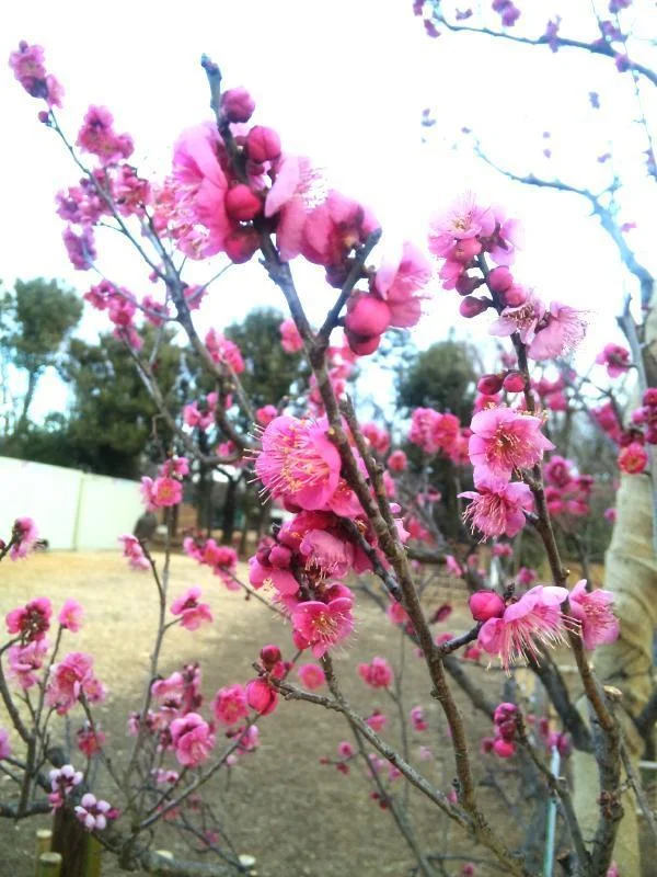 ume01-1.webp