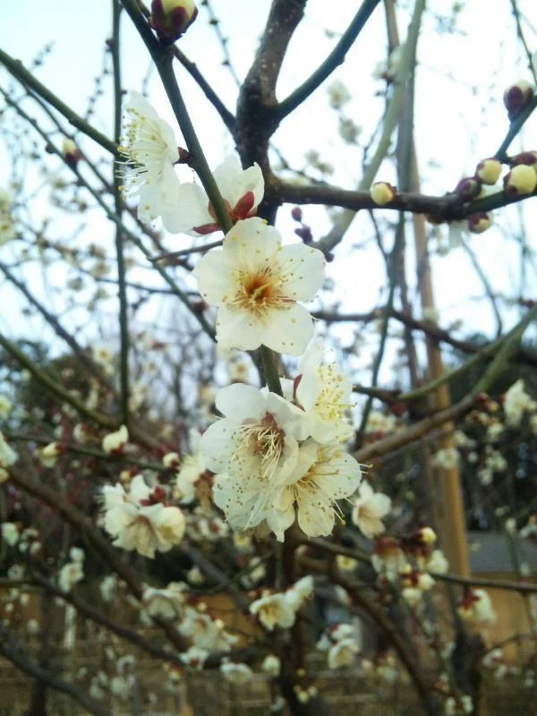 ume02-1.webp