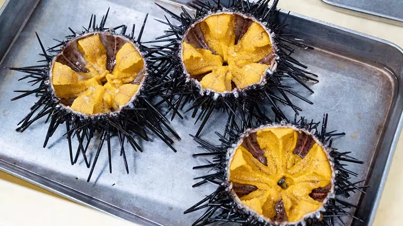 Uninomics sea urchins