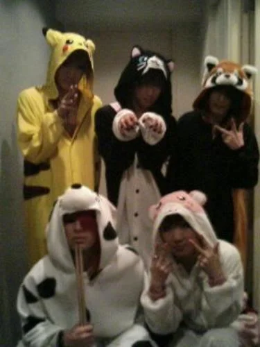 vidollanimals-1.webp