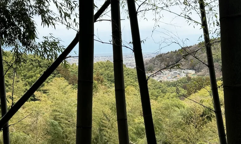 view.webp