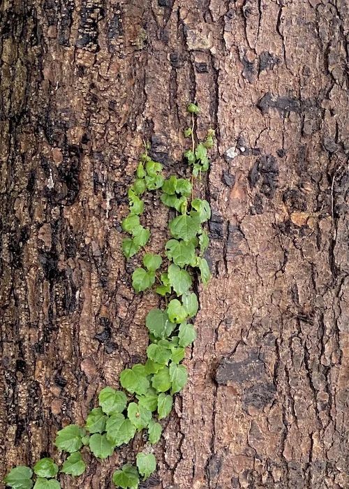 vine.webp