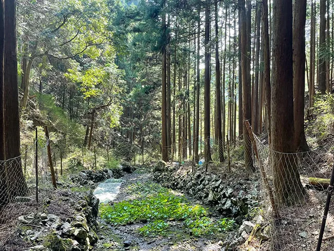 wasabi-riverbed.webp