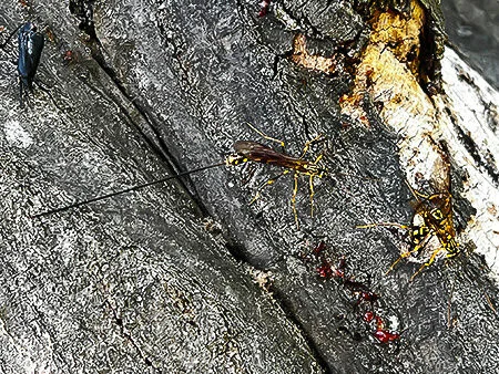 wasp-04-2.jpg