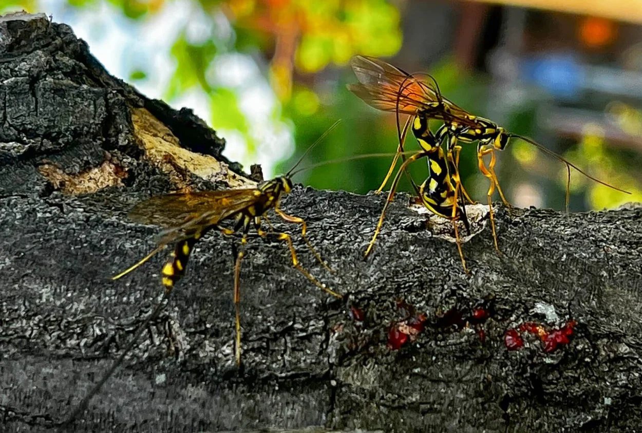 wasp-05.jpg
