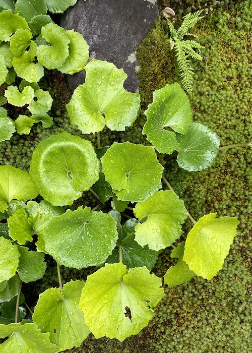 wet green.webp