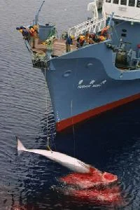 whalerjp-1.webp