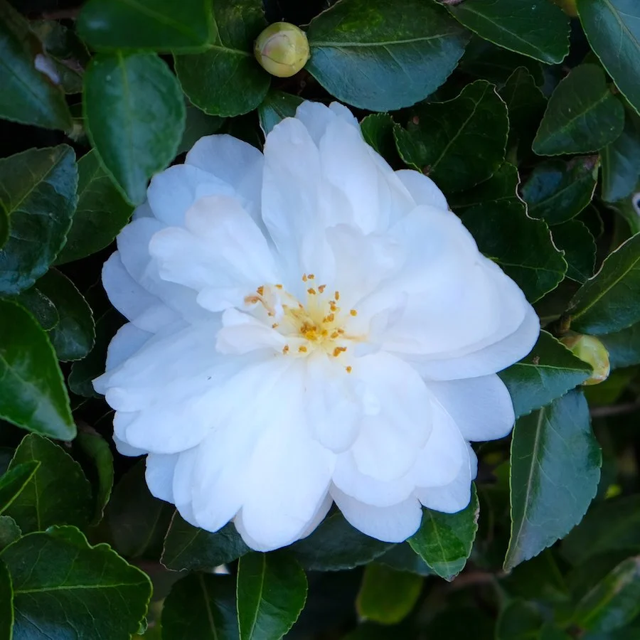 white green.webp