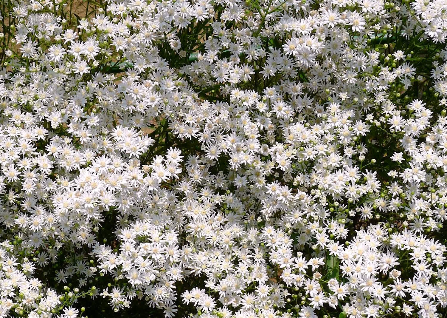 white mass.webp
