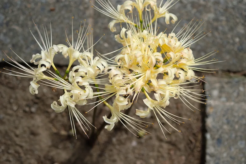 white spiders2.JPG
