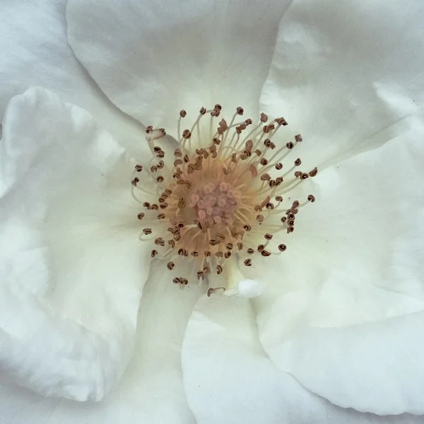 white.webp