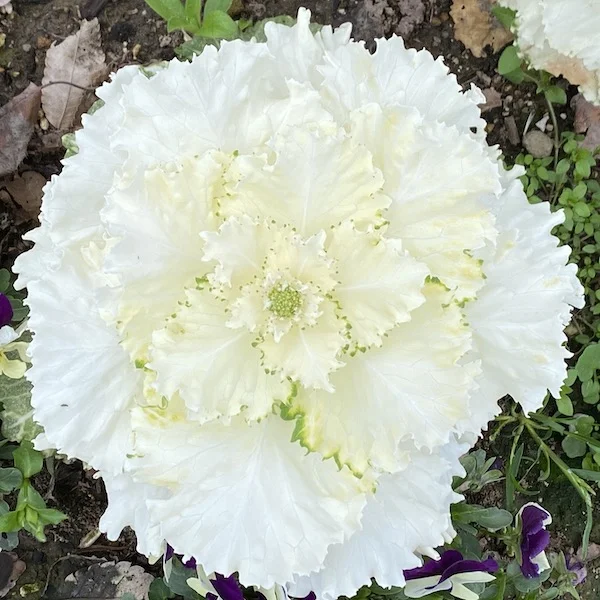 whiteB.webp