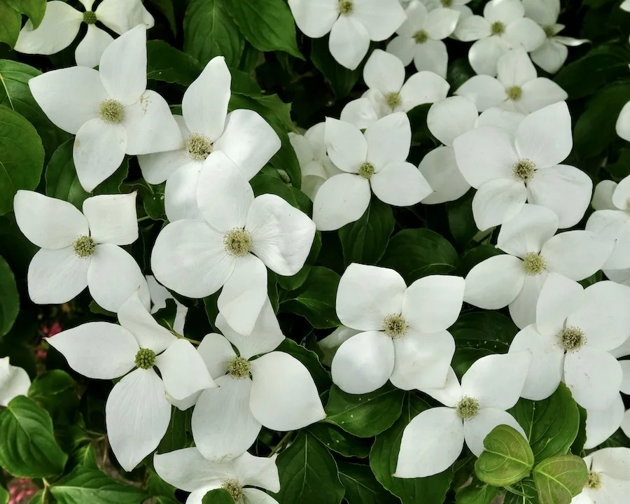 whites.webp
