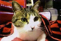 whotetochi1-1.webp