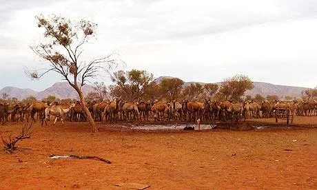 Wildcamelsconvergeona001-1.webp