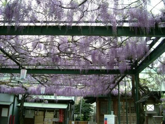 Wistariainbloom-1.webp