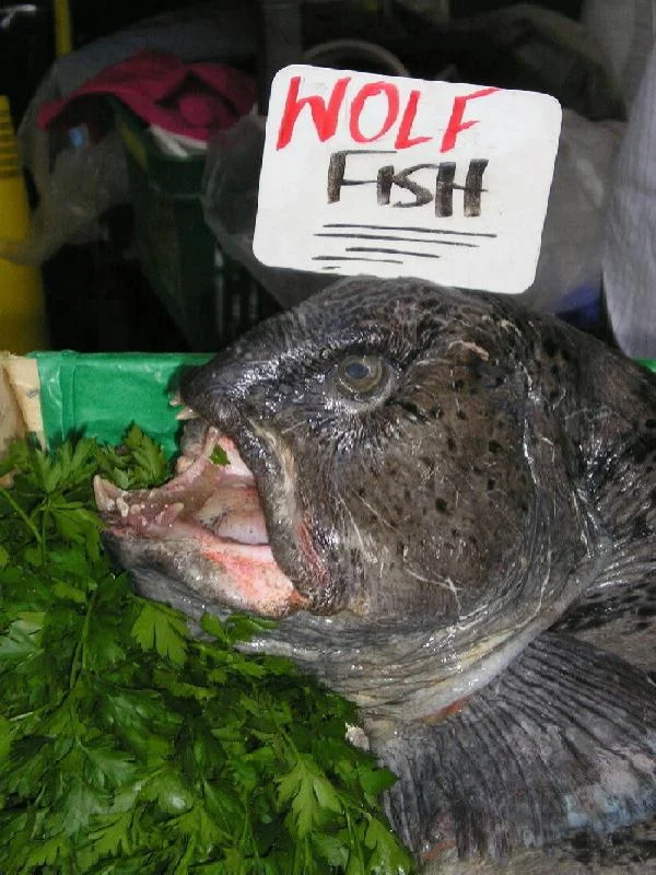 WolfFishlowqual-1.webp