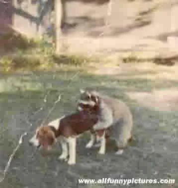 worsthuntingdog-1.webp