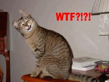 wtfcatjpeg-1.webp
