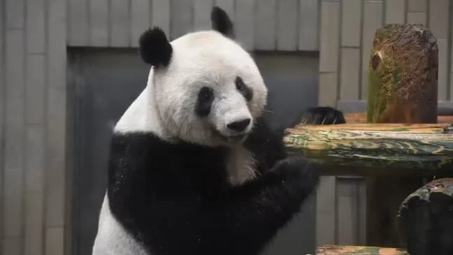 xiang-xiang.jpg
