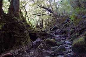 yakushima-s.webp