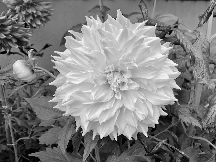 yellow as B&W.webp