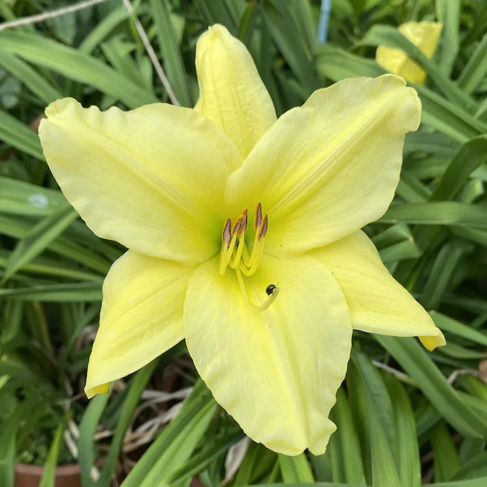 yellow+bug.webp