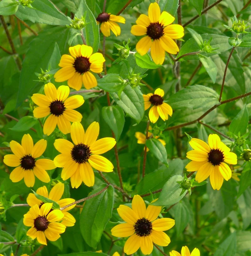 yellow cluster.webp