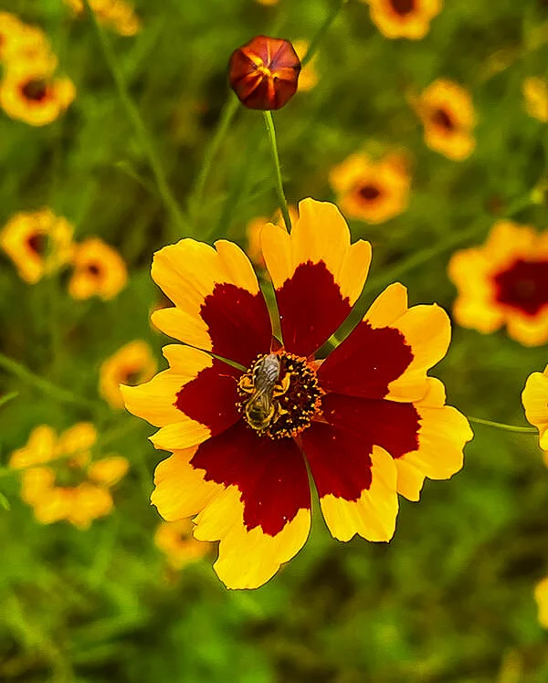 Yellow cosmos