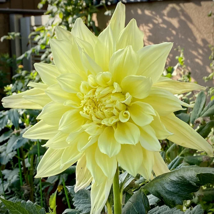yellow dahlia.webp