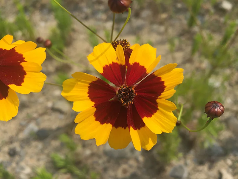 yellow-june.webp