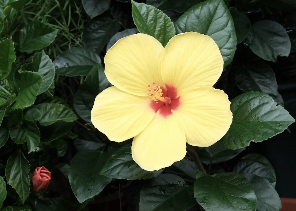 yellow red.webp