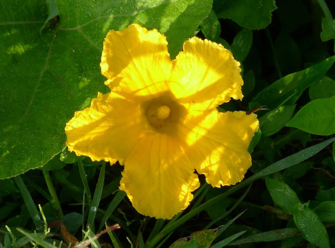 yellow squash895.webp
