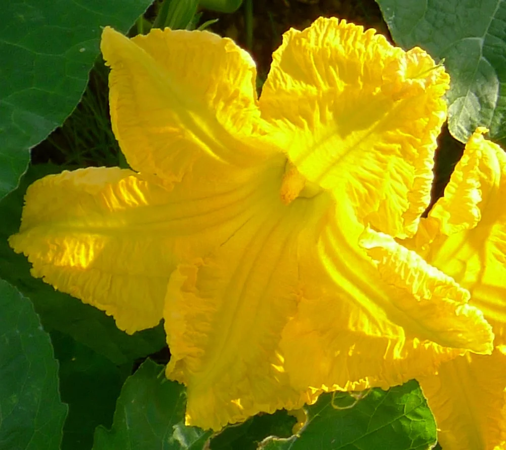 yellow squash897.webp