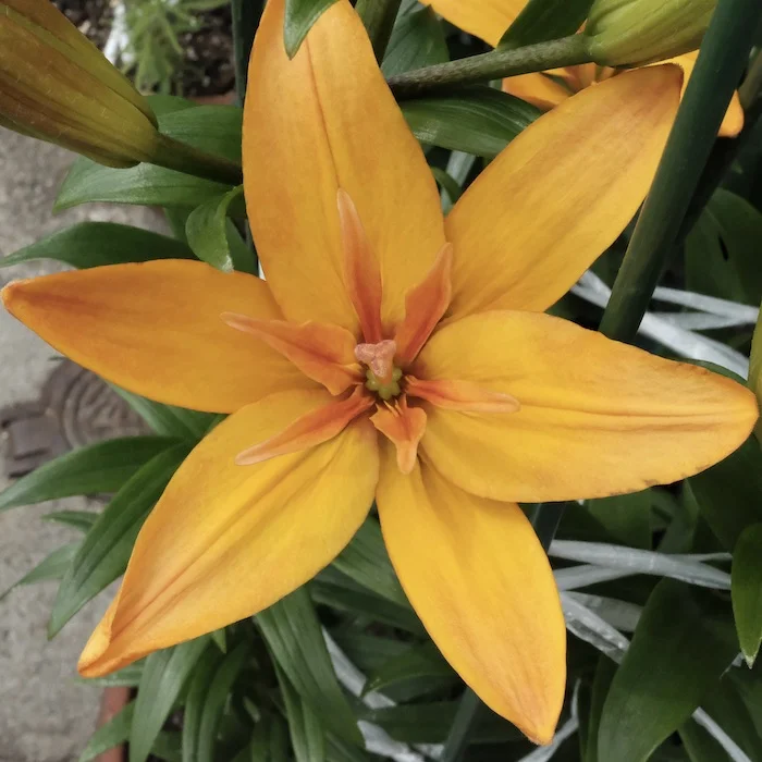 yellow.webp