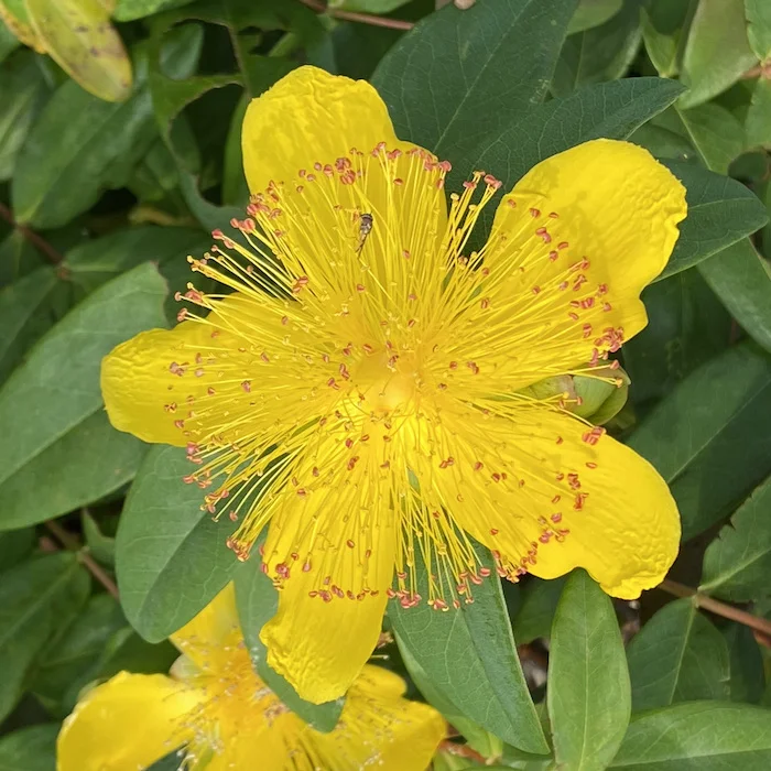 yellow.webp