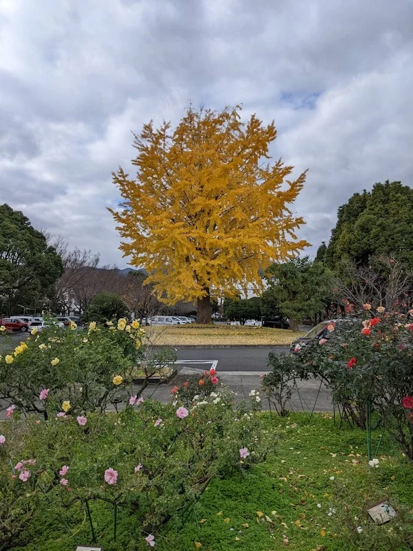 yellow.webp