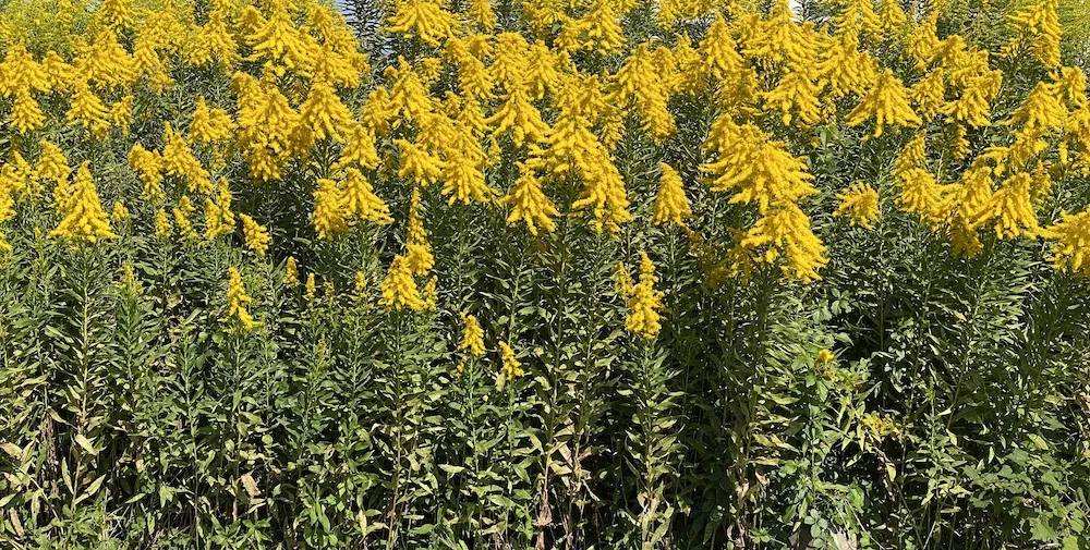 yellow weeds.webp